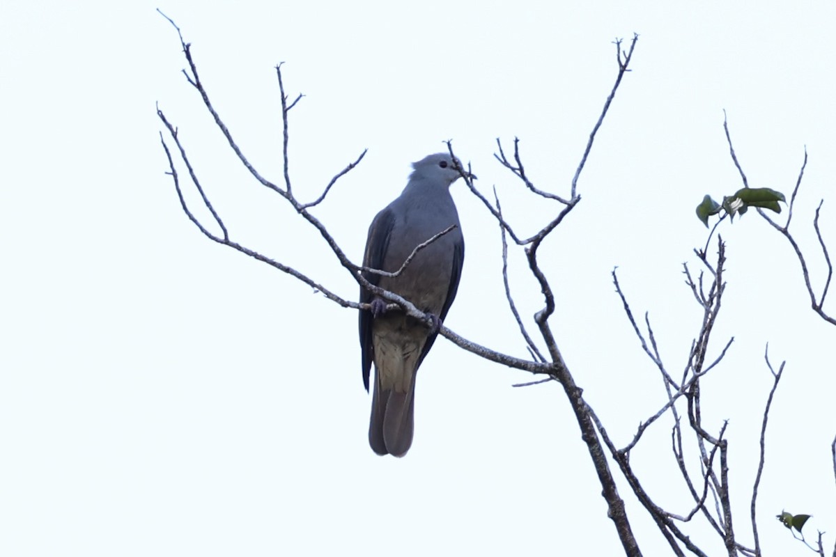 Peale's Imperial-Pigeon - ML614633148