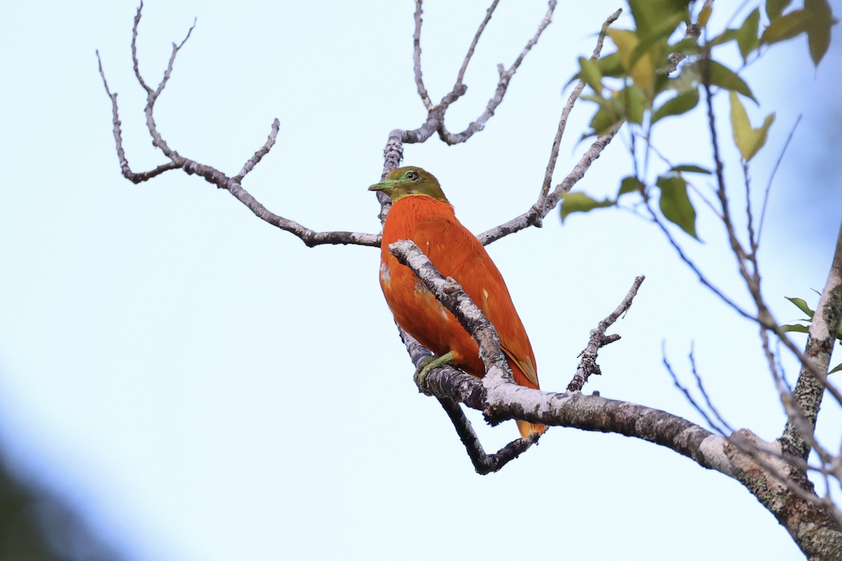 holub oranžový - ML614633155