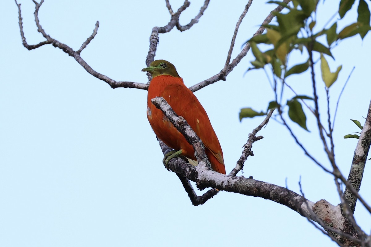 holub oranžový - ML614633158