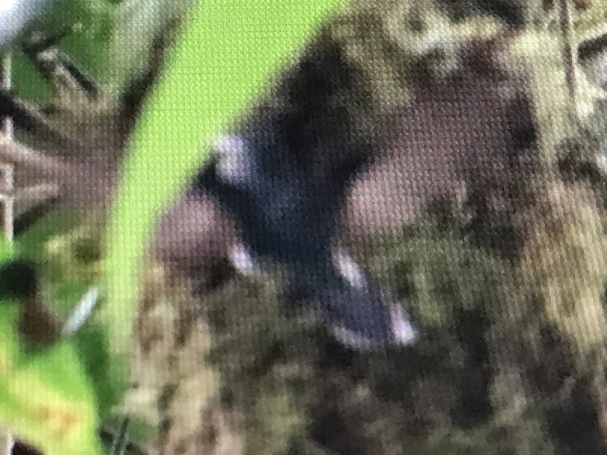 Schwarzweißschwanz-Kolibri - ML614633816