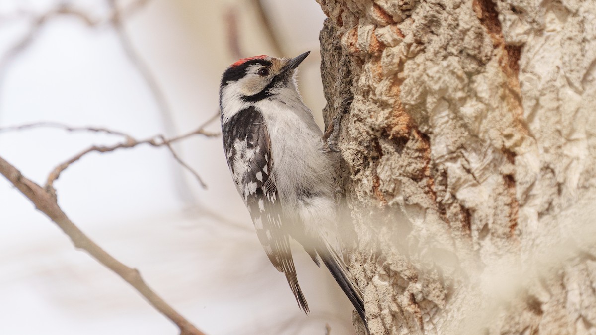 Lesser Spotted Woodpecker - Zongzhuang Liu