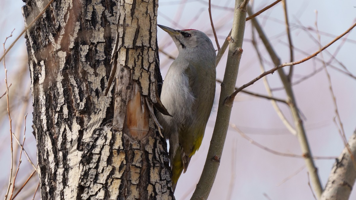 Gray-headed Woodpecker - ML614633981