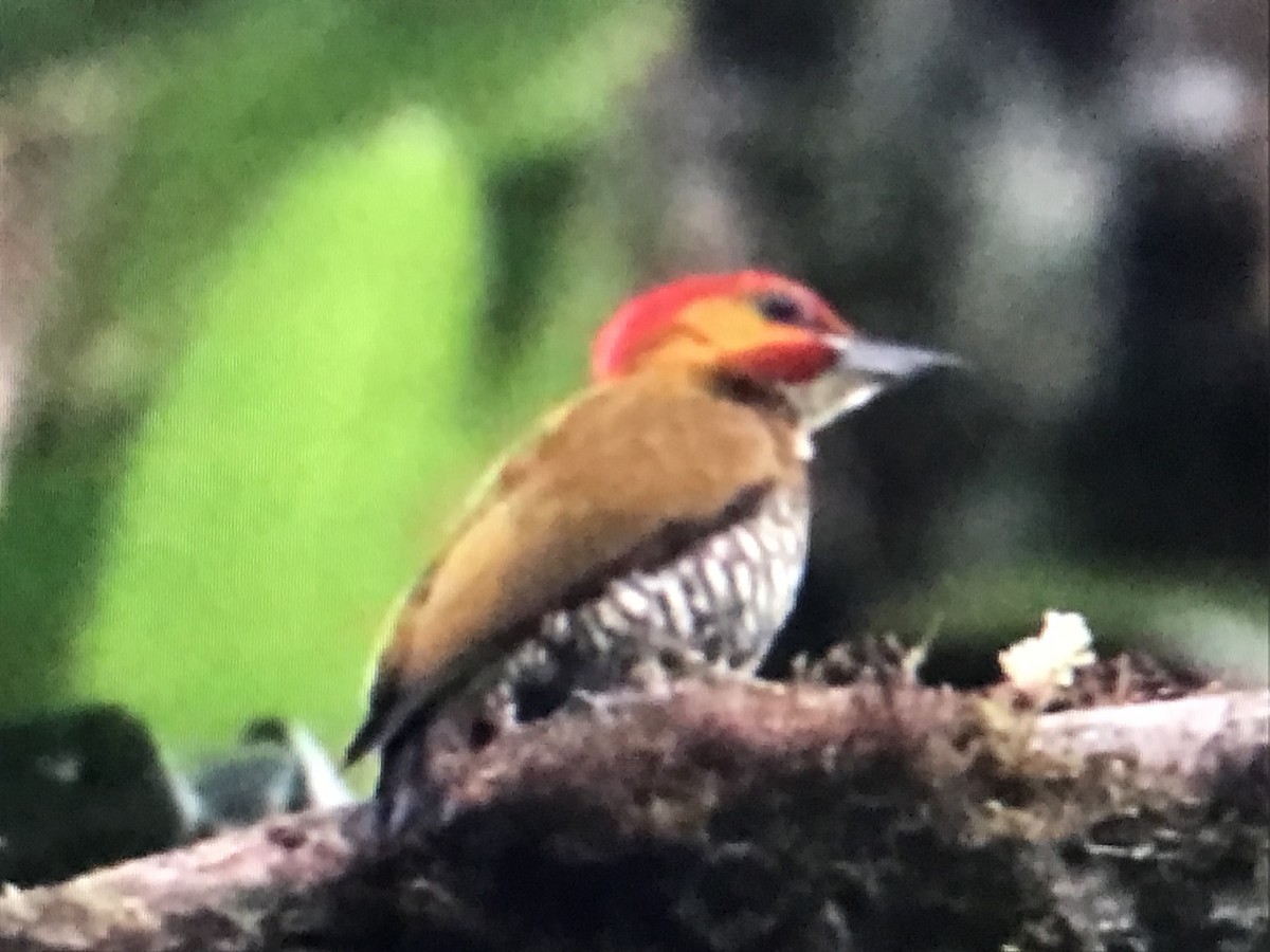White-throated Woodpecker - Jason Horn