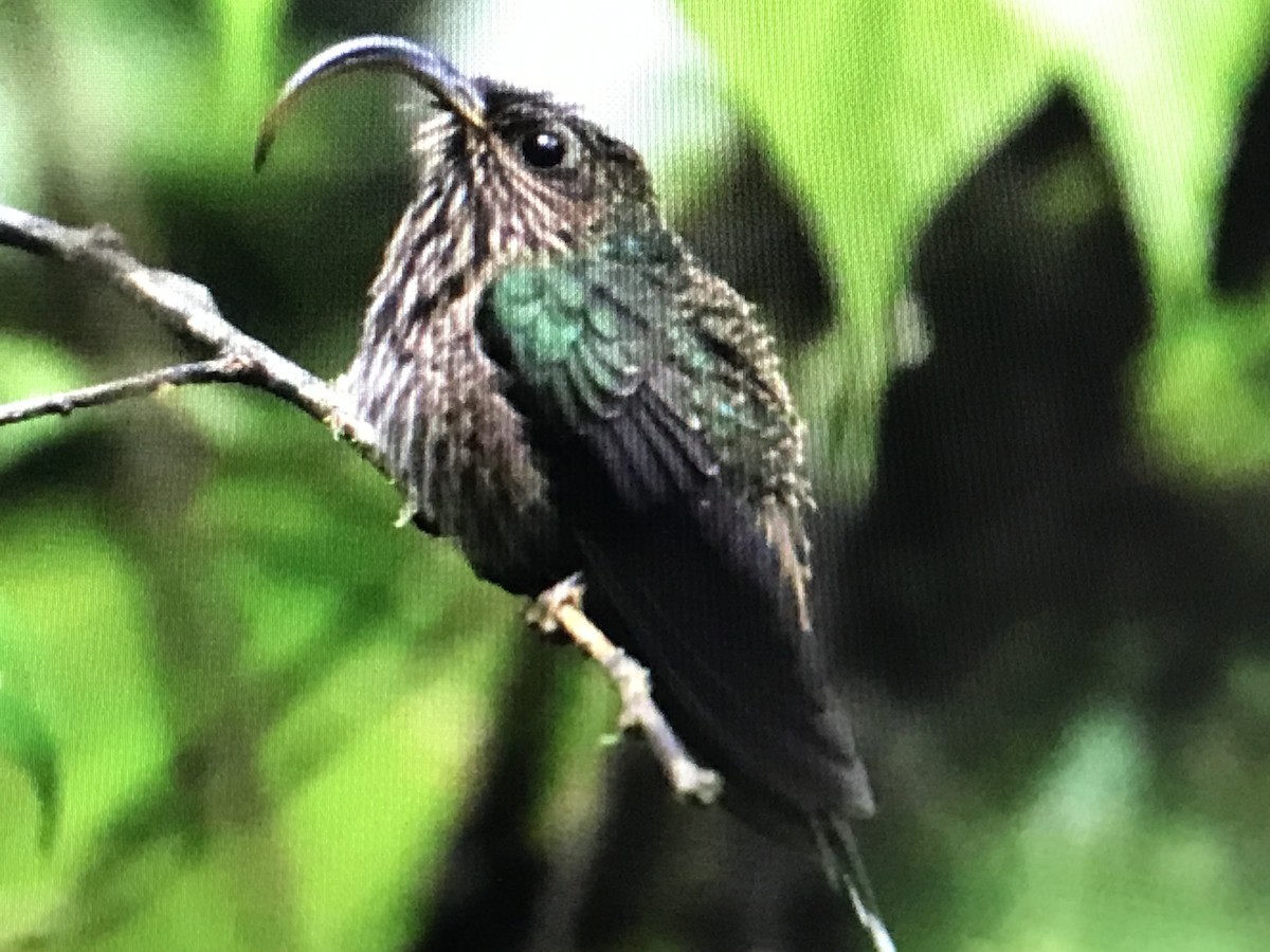 kolibřík orlozobec - ML614634088