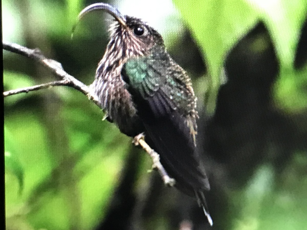 kolibřík orlozobec - ML614634089