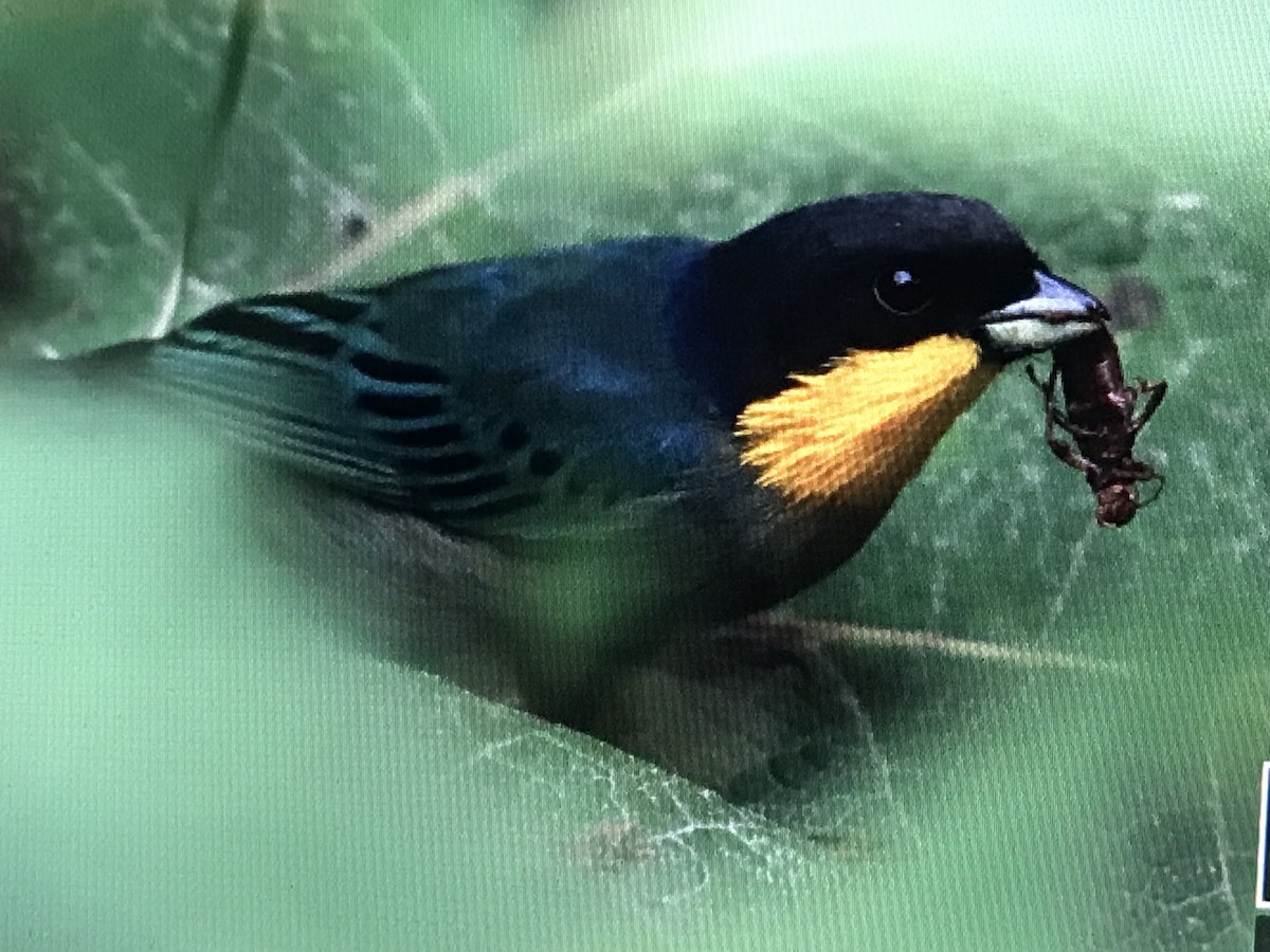 Yellow-throated Tanager - ML614634230