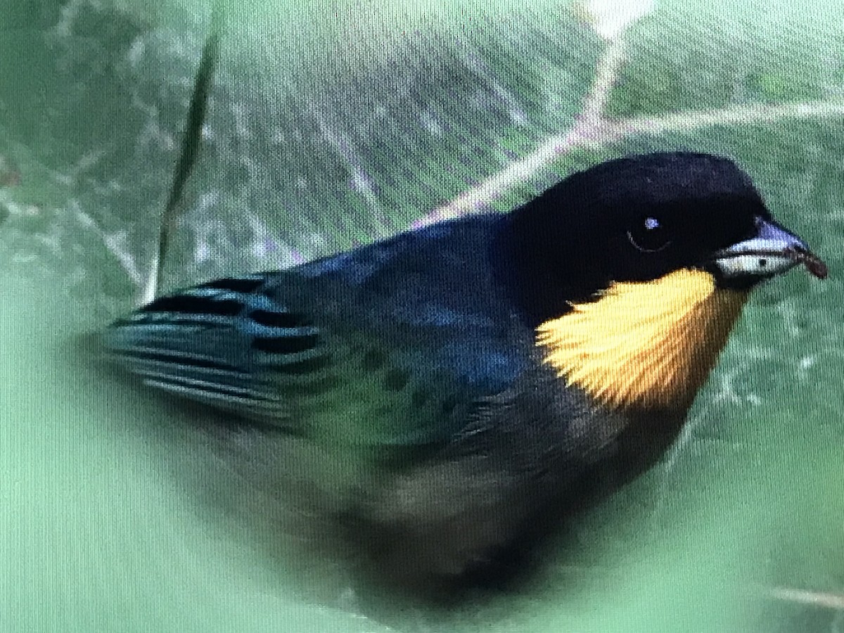 Yellow-throated Tanager - ML614634231