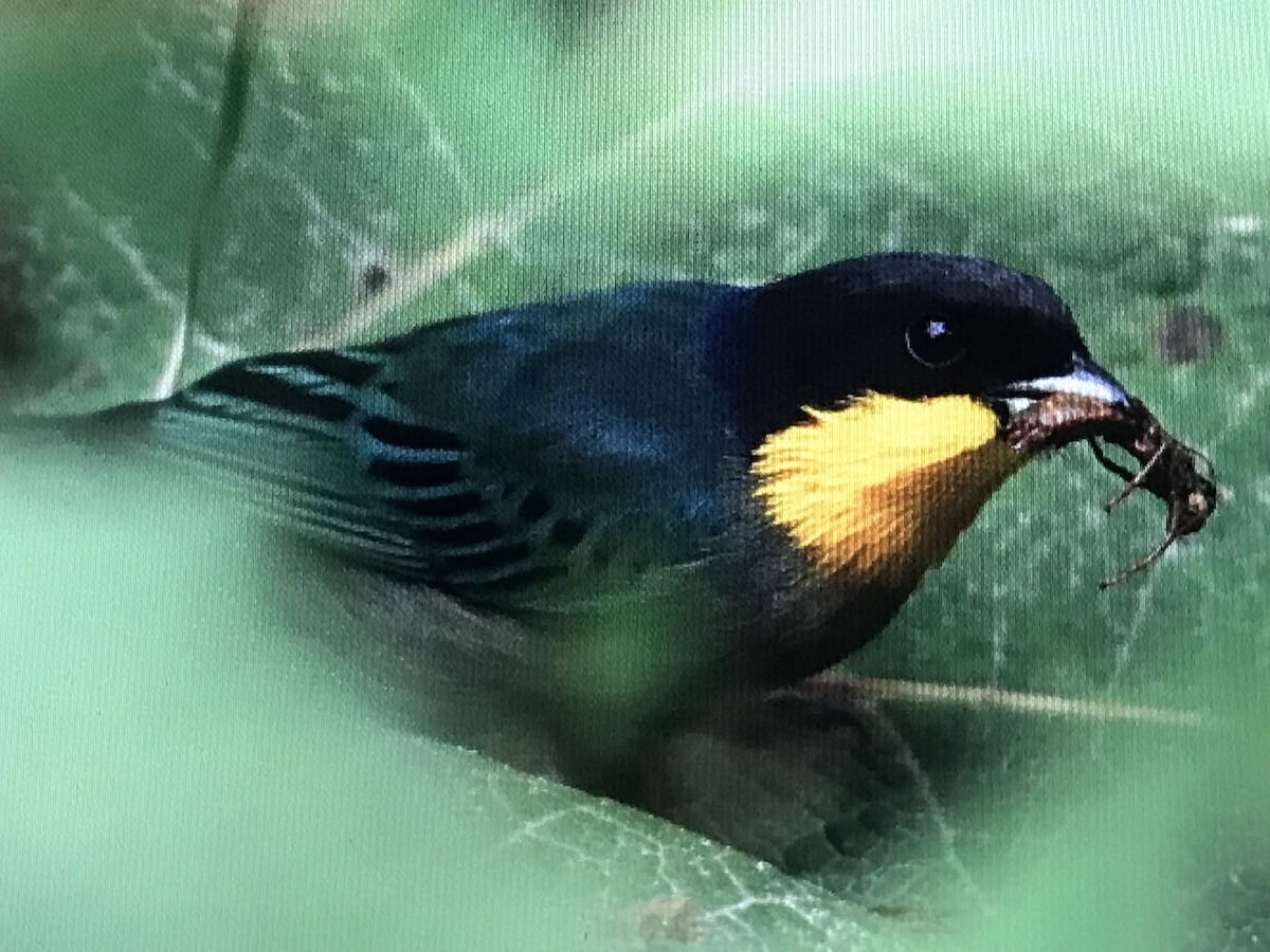 Yellow-throated Tanager - ML614634232