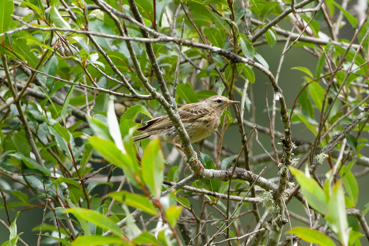 Rosy Pipit - ML614634893