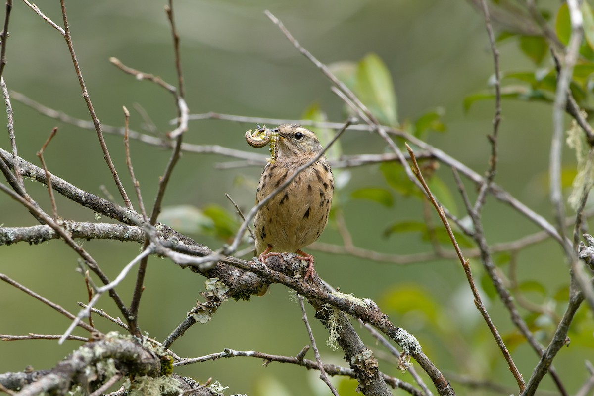 Rosy Pipit - ML614634894