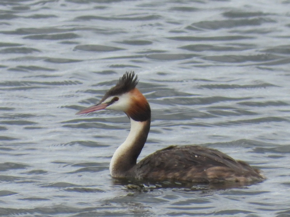 Great Crested Grebe - ML614634948