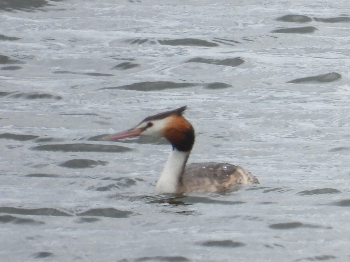 Great Crested Grebe - ML614634949
