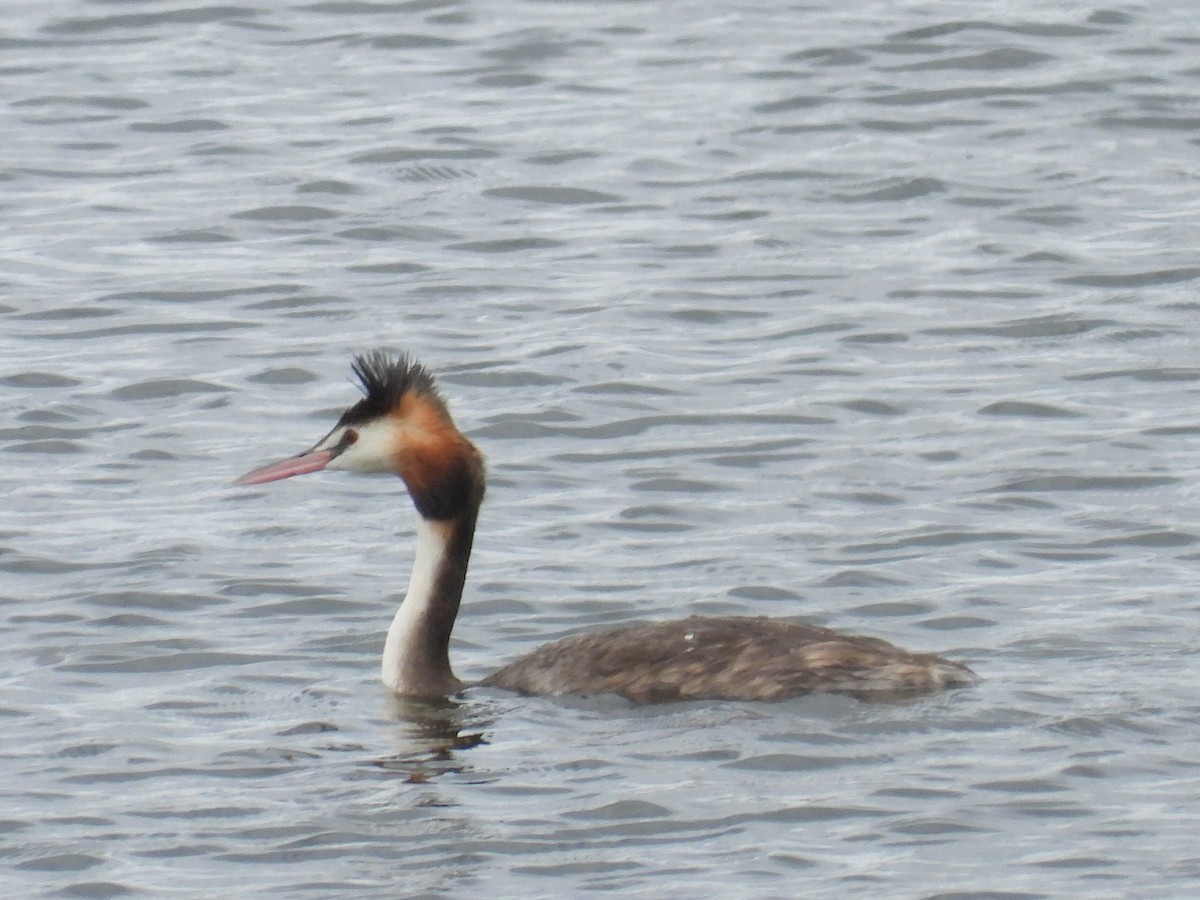 Great Crested Grebe - ML614634950