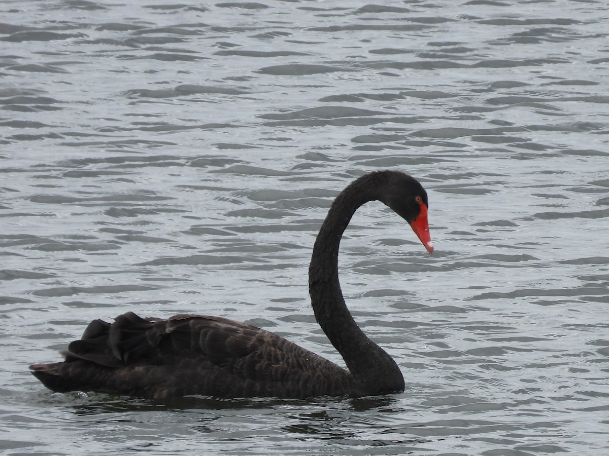 Black Swan - ML614634984