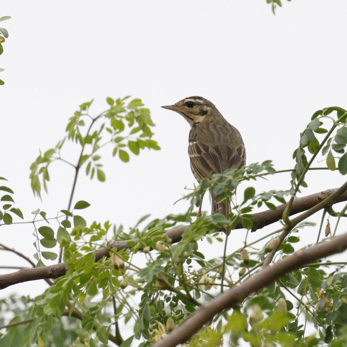 Olive-backed Pipit - ML614635042