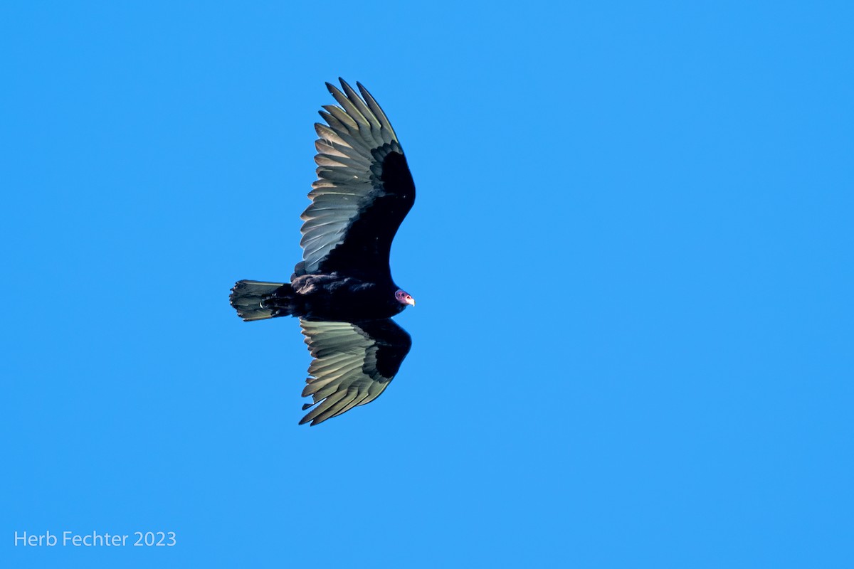Turkey Vulture - ML614635150