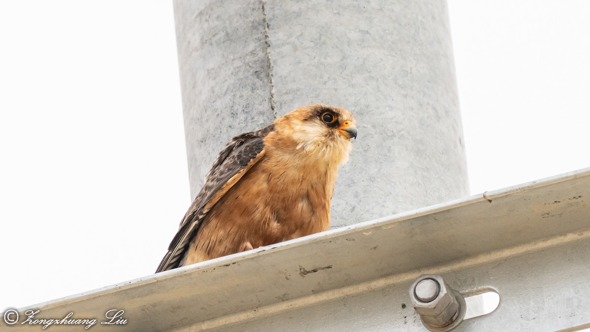 Red-footed Falcon - ML614635198