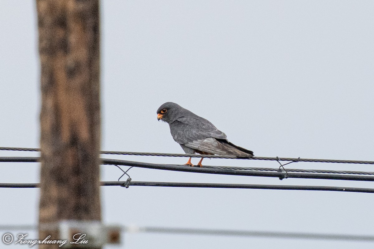 Red-footed Falcon - ML614635230