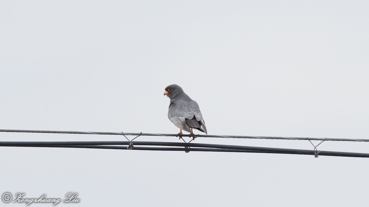 Red-footed Falcon - ML614635231