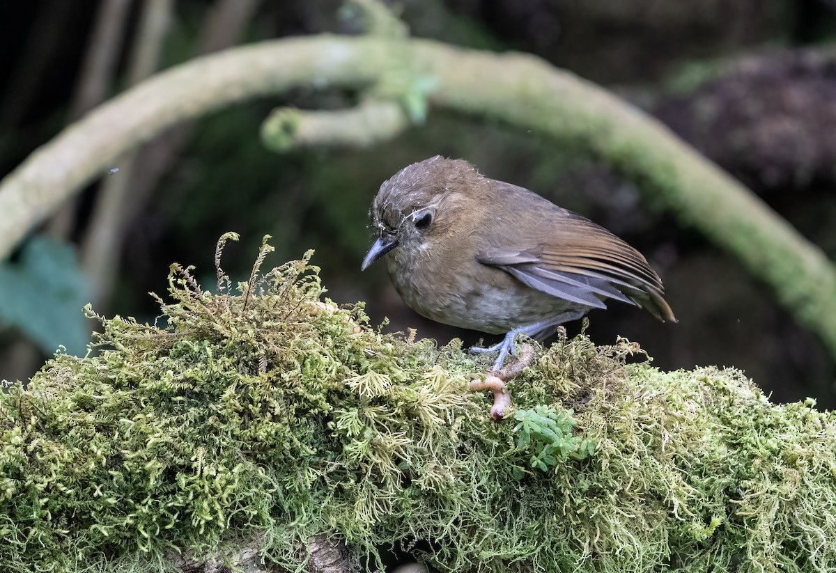 Brown-banded Antpitta - ML614635297