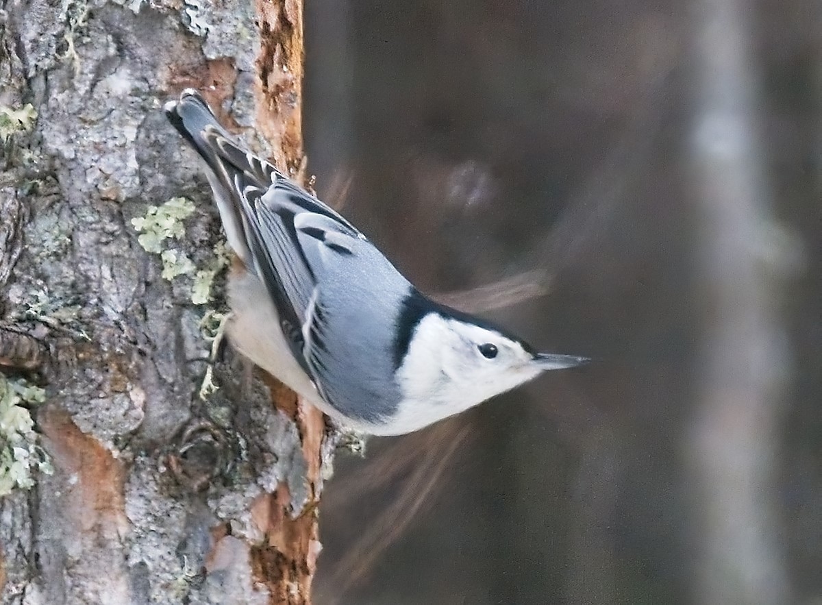 White-breasted Nuthatch - ML614635449