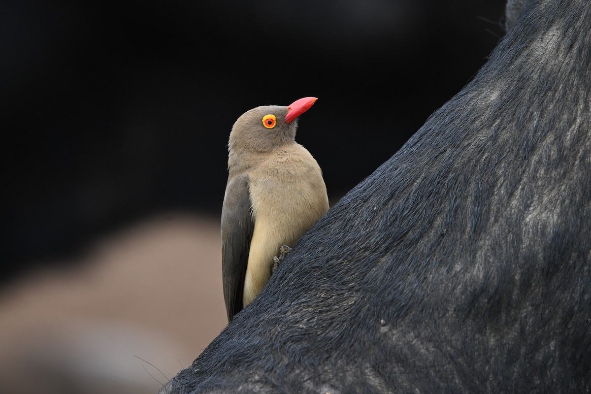 Red-billed Oxpecker - ML614635615