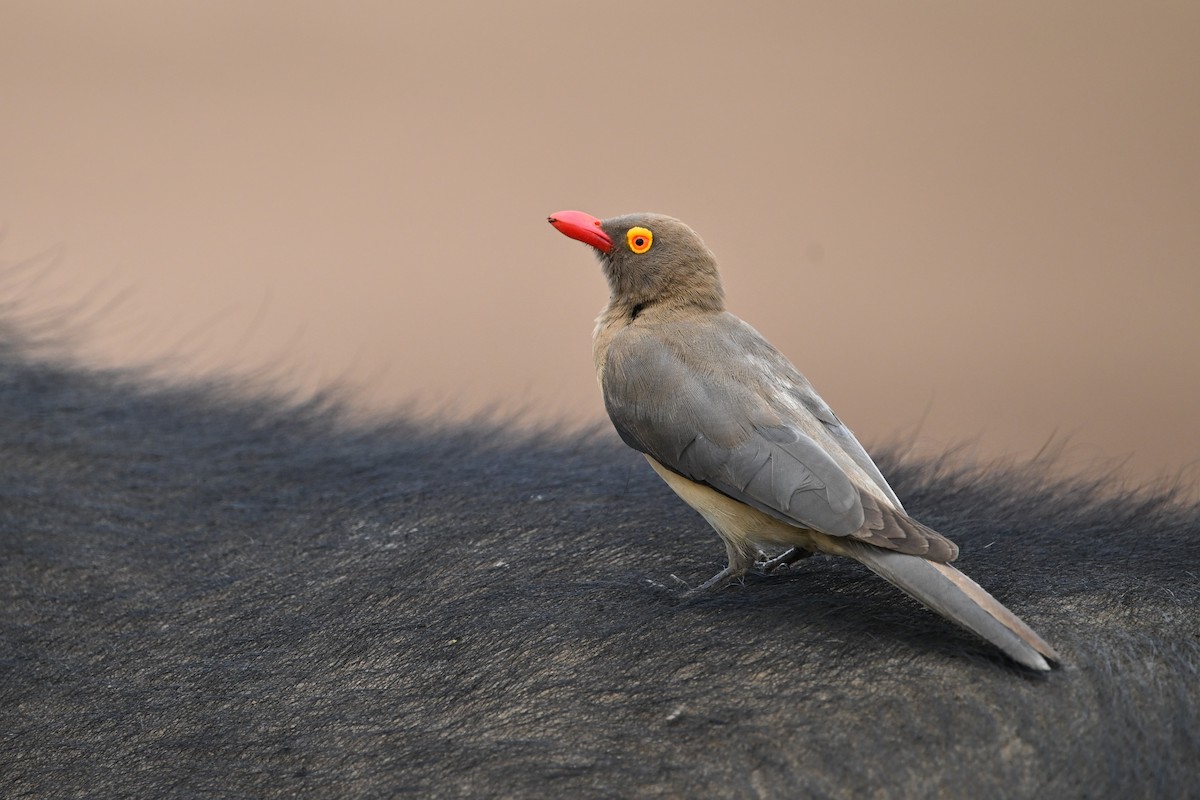 Red-billed Oxpecker - ML614635616