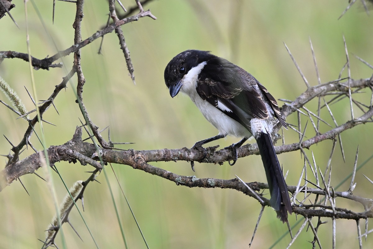 Long-tailed Fiscal - ML614635622
