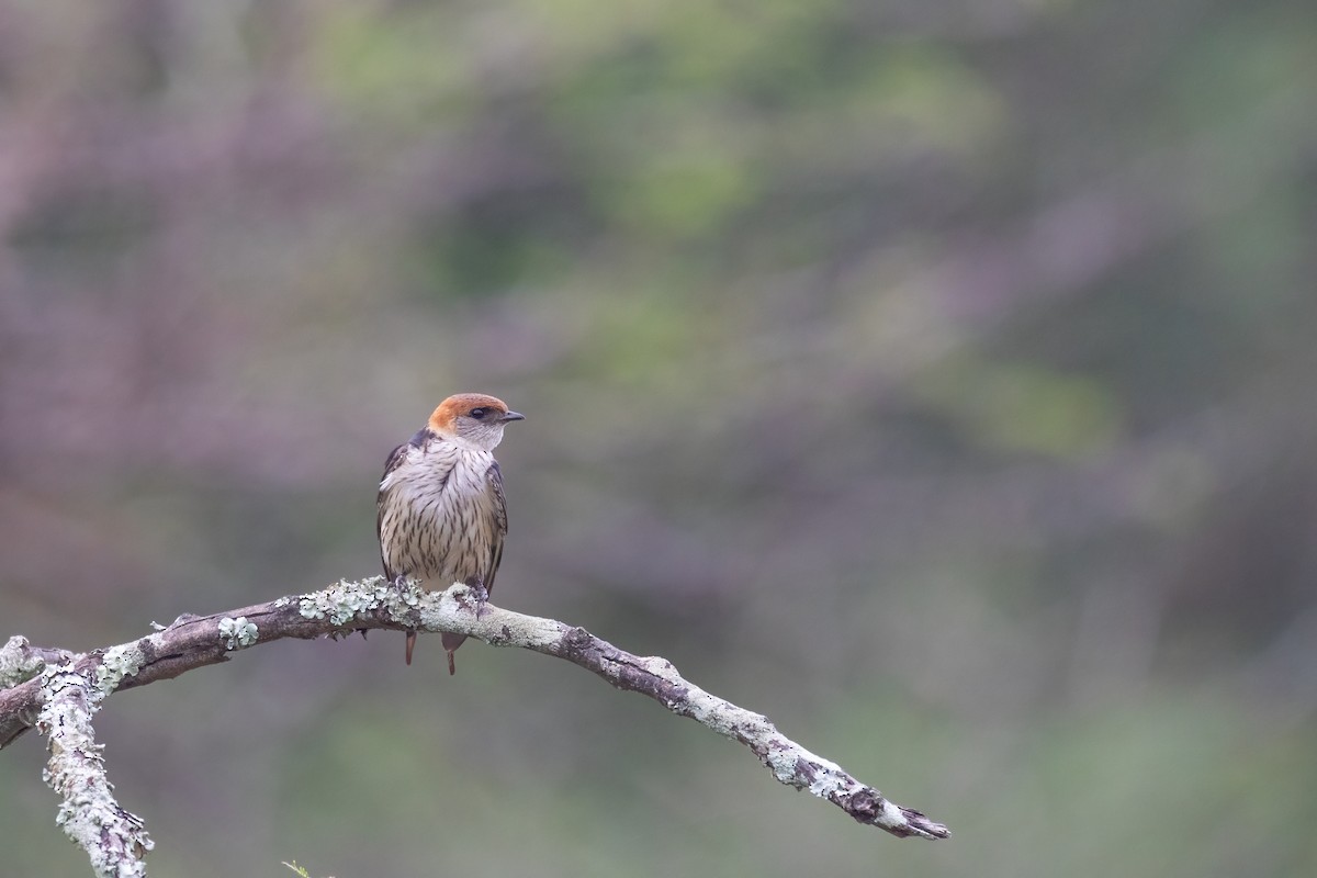 Greater Striped Swallow - ML614635636