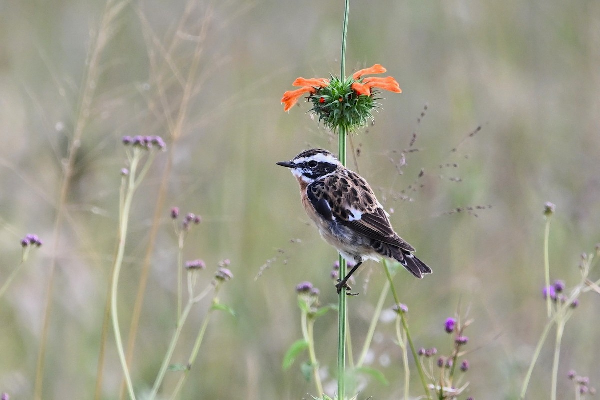 Whinchat - ML614635638