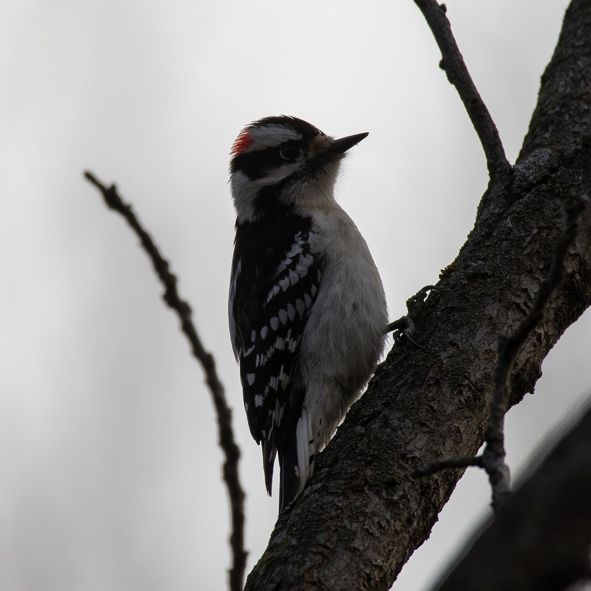 Downy Woodpecker - Brian Peterson