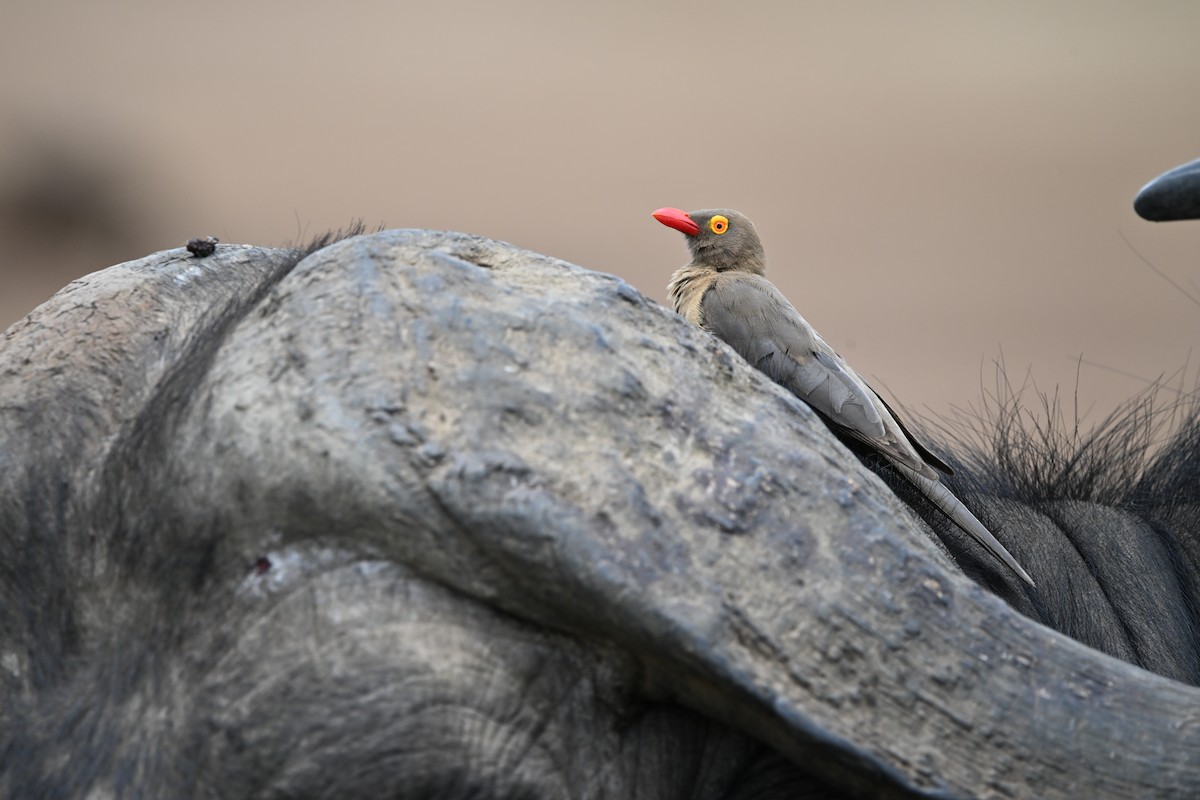 Red-billed Oxpecker - ML614635783
