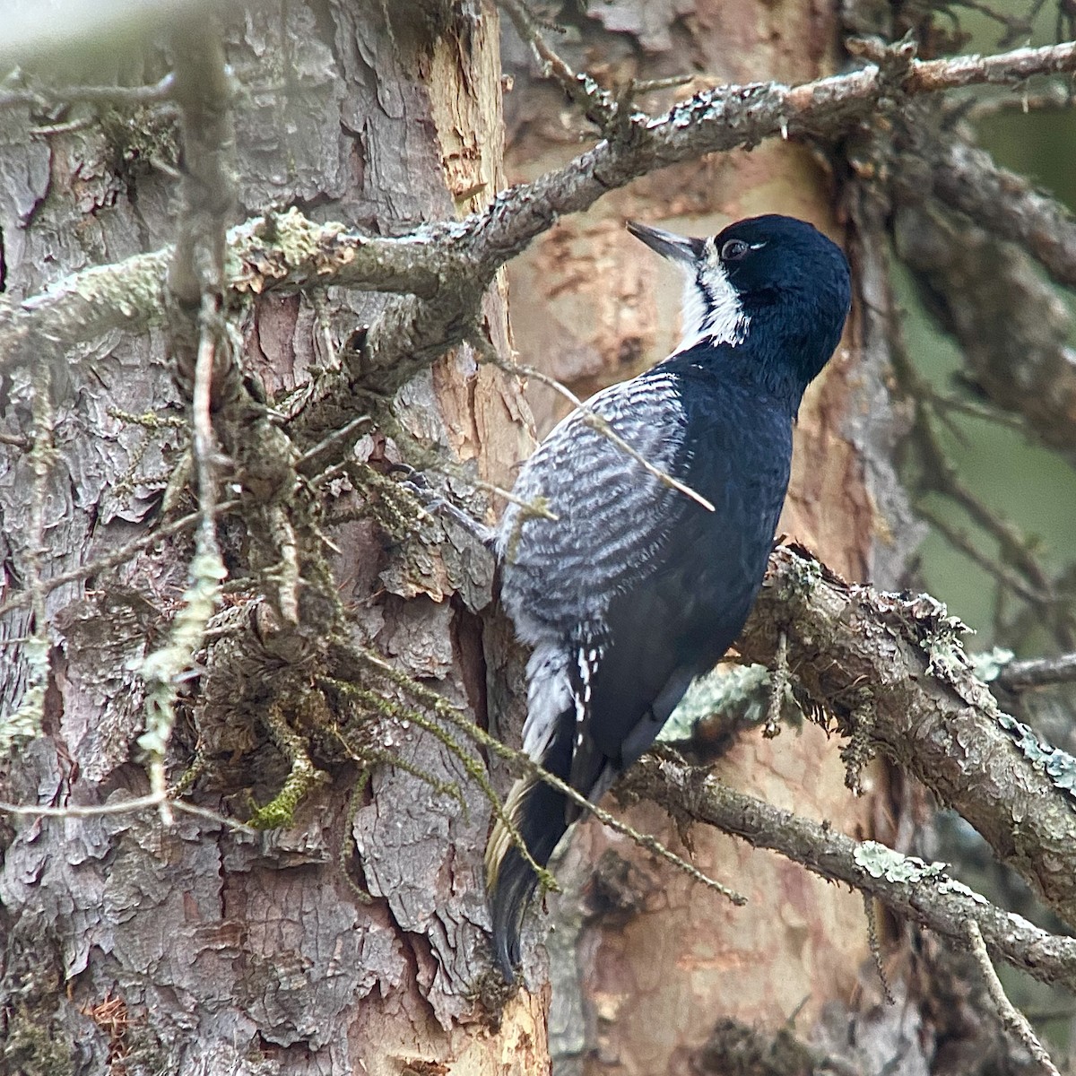 Black-backed Woodpecker - Tom Lally