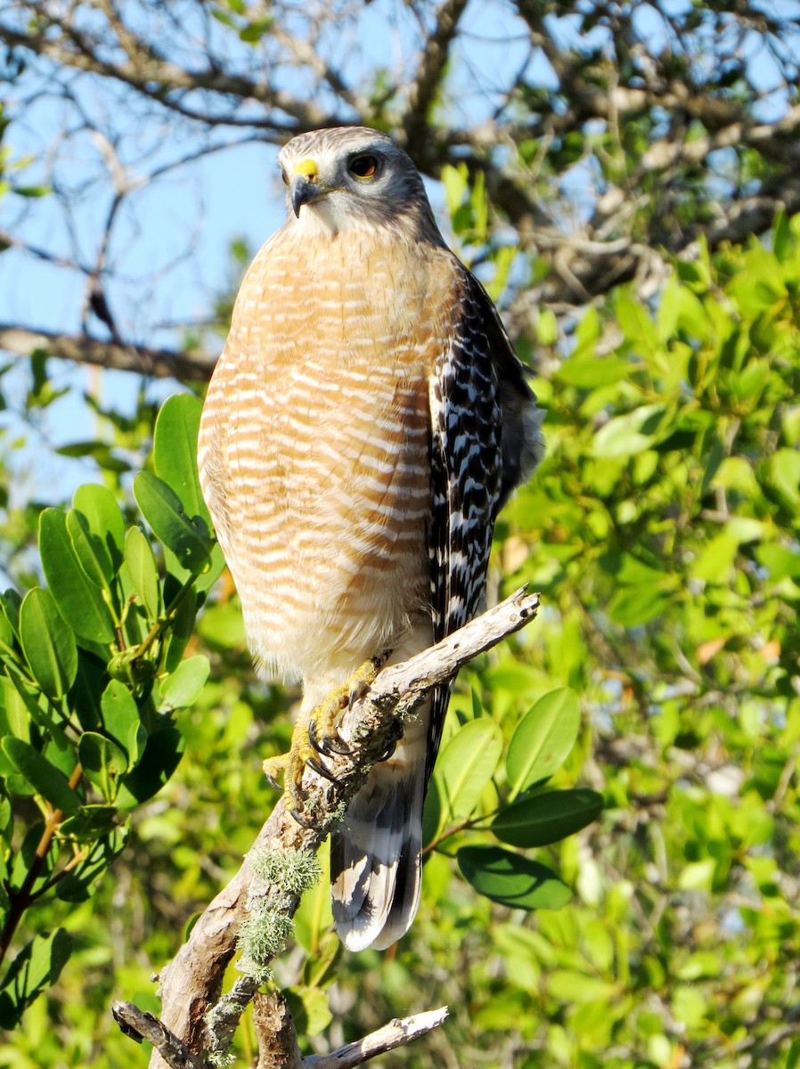 Red-shouldered Hawk - Eric Haskell