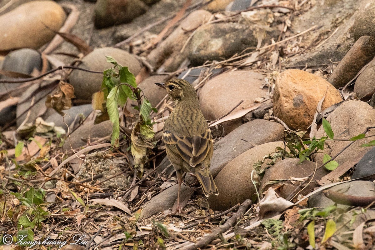 Olive-backed Pipit - ML614636091