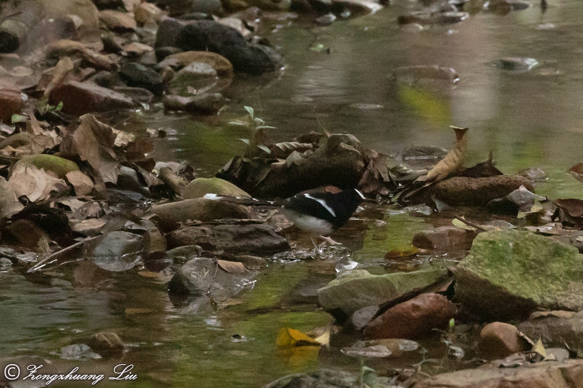 White-crowned Forktail - ML614636134