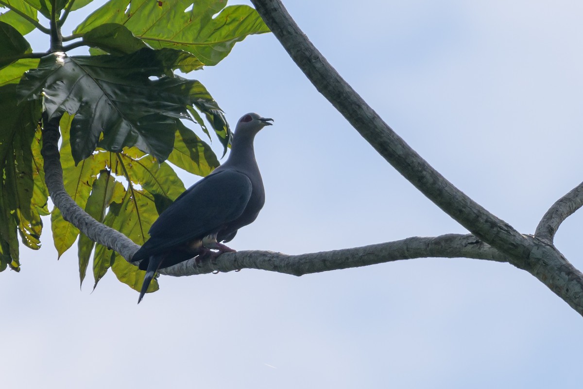 Pinon's Imperial-Pigeon - ML614636286