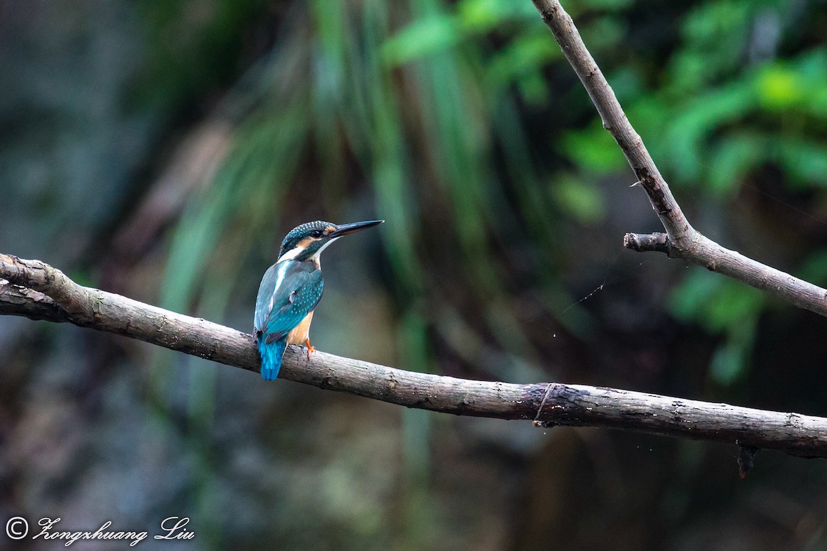 Common Kingfisher - Zongzhuang Liu