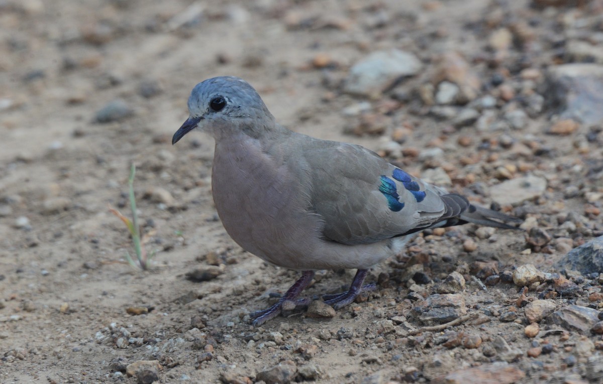 Emerald-spotted Wood-Dove - ML614636757