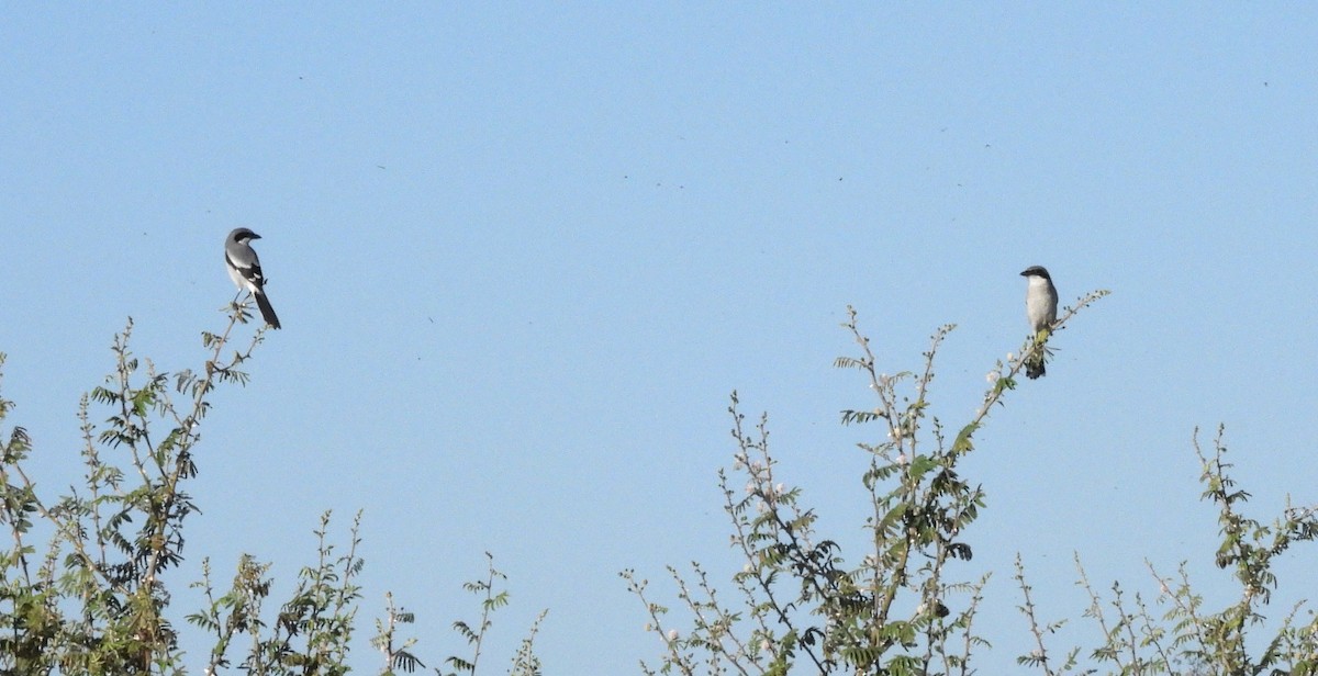 Loggerhead Shrike - Duncan Poole