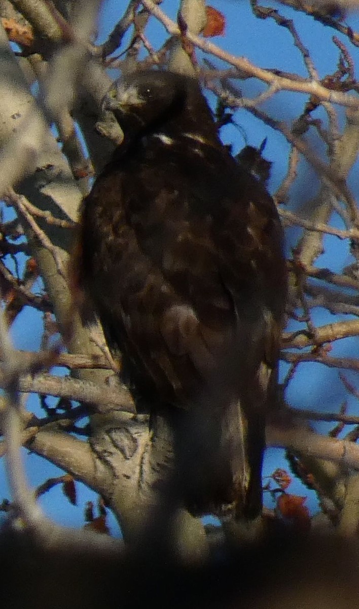 Red-tailed Hawk (Harlan's) - ML614637300