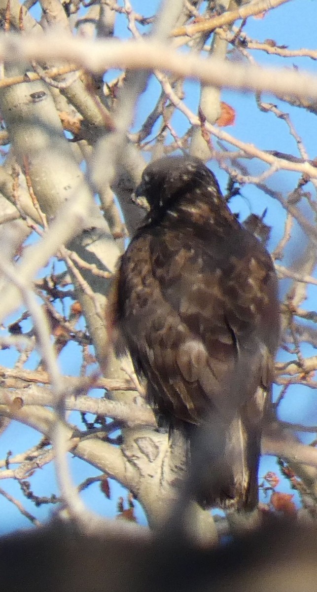 Red-tailed Hawk (Harlan's) - ML614637301