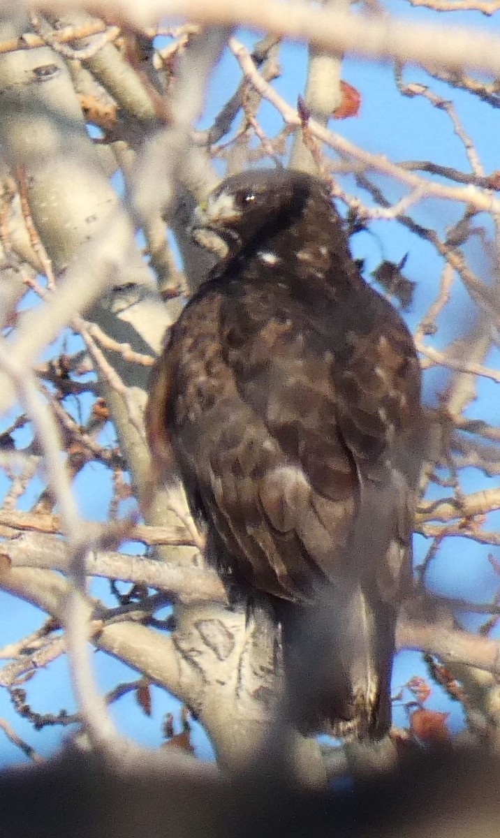Red-tailed Hawk (Harlan's) - ML614637302