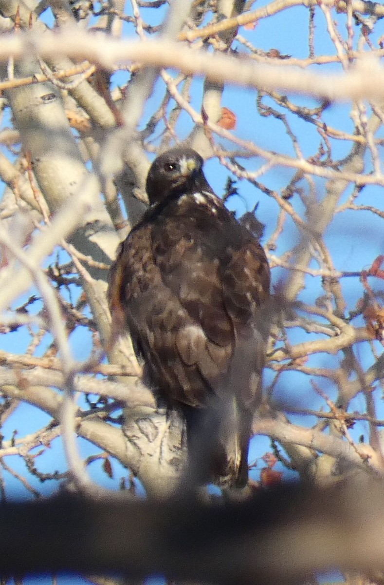 Red-tailed Hawk (Harlan's) - ML614637303