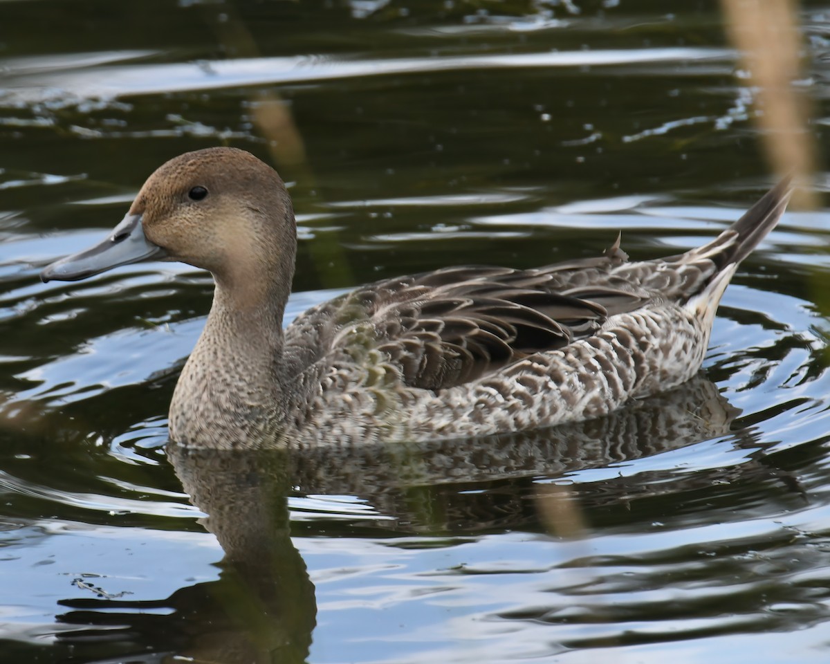 Northern Pintail - Laura  Wolf