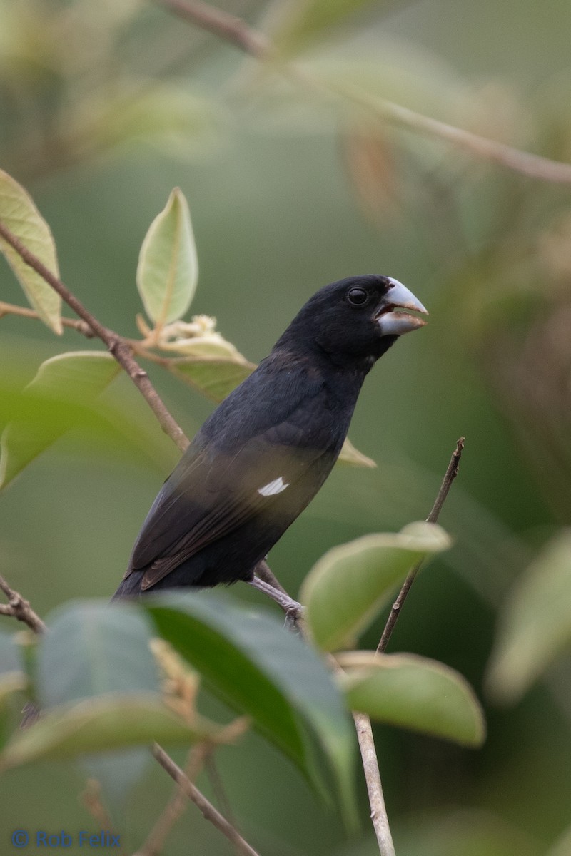 Large-billed Seed-Finch - ML614637959