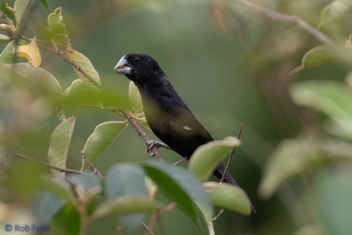 Large-billed Seed-Finch - Rob Felix