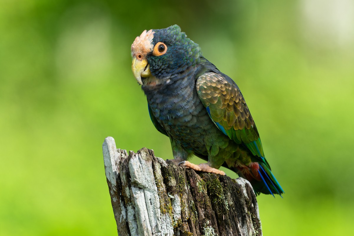 White-crowned Parrot - ML614638074