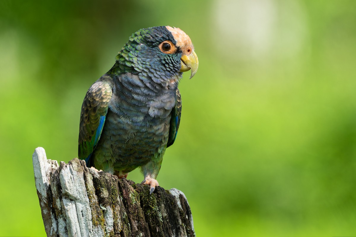White-crowned Parrot - ML614638075