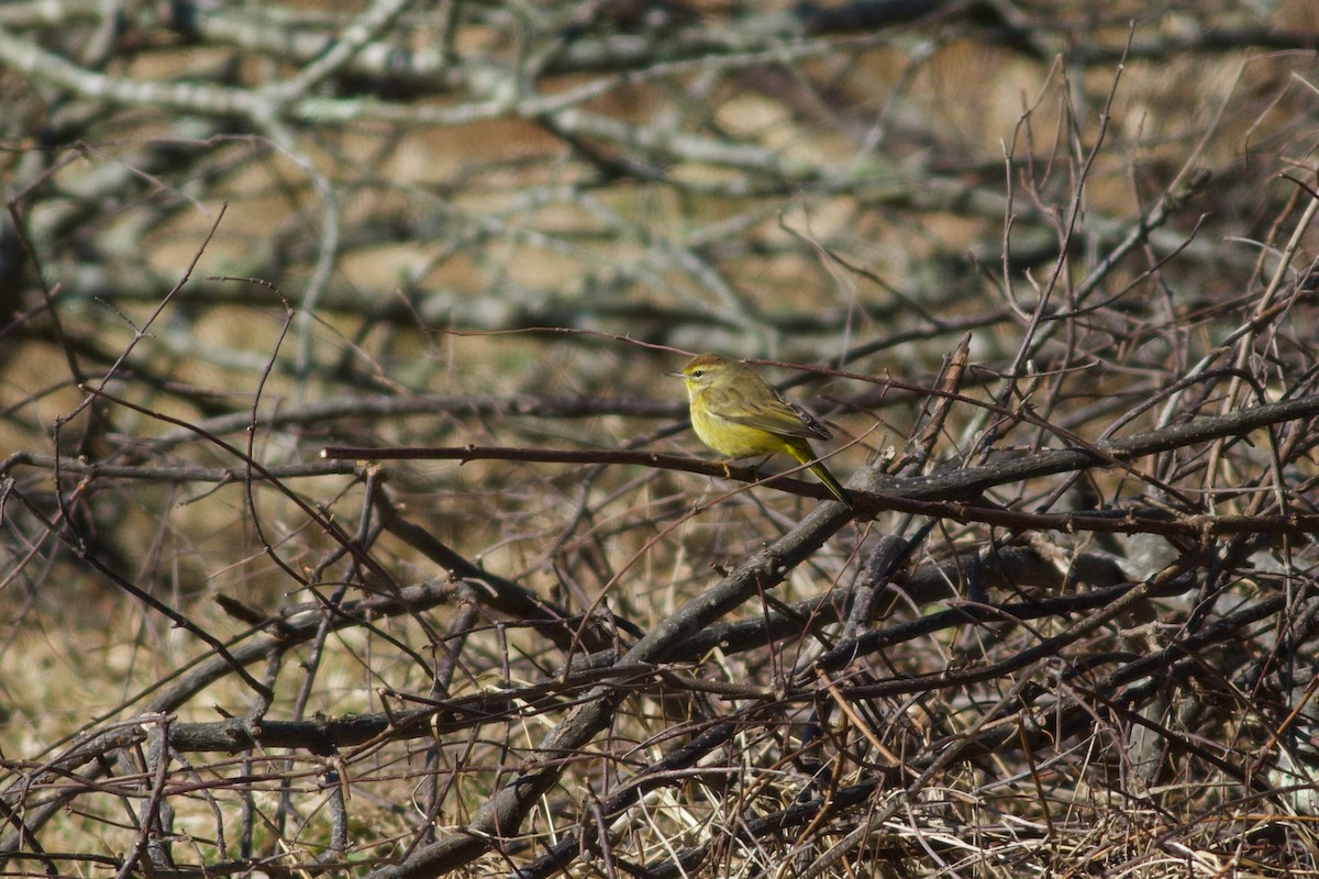 Palm Warbler (Yellow) - Sky Kardell